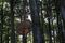 Waldkunst 2010