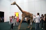foto documenta xii / 12